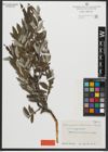 Foto von Salix angusensis Rech. f.